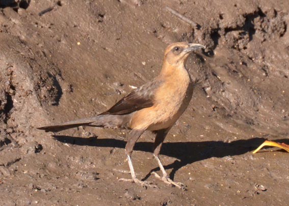 storhaletrupial - ML642369061