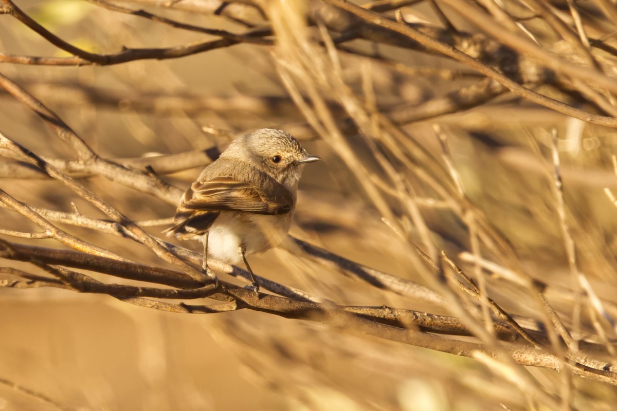 Slaty-backed Thornbill - ML642369070
