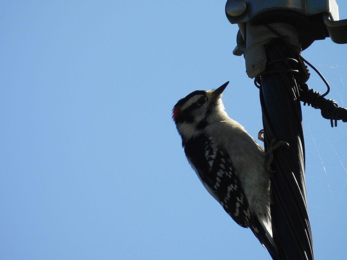 Downy Woodpecker - ML642369071