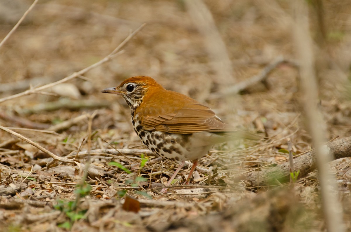 Wood Thrush - ML642369092