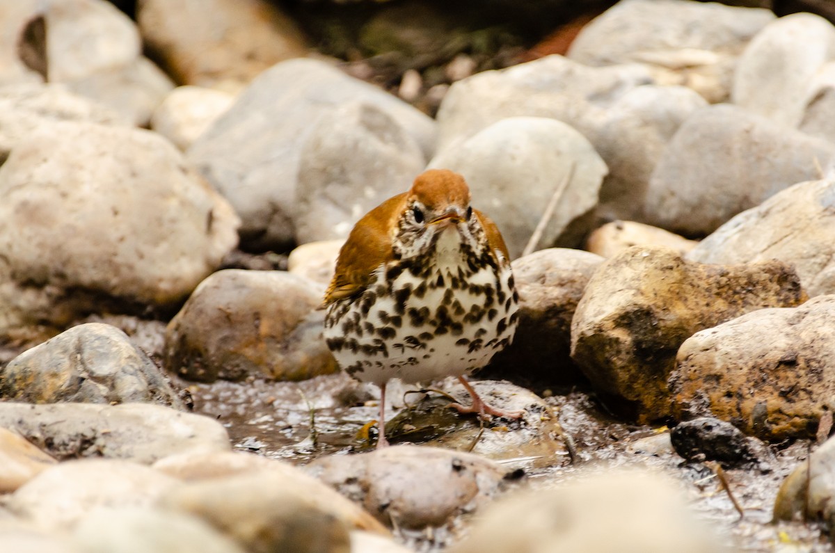Wood Thrush - ML642369093