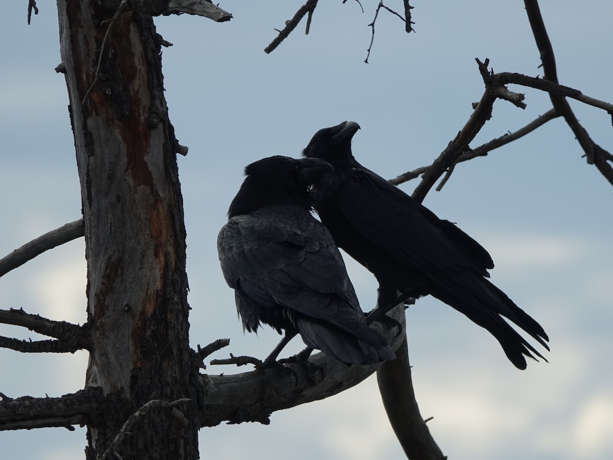 Grand Corbeau - ML642369094