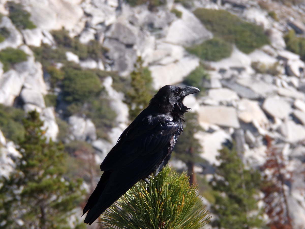 Grand Corbeau - ML642369098