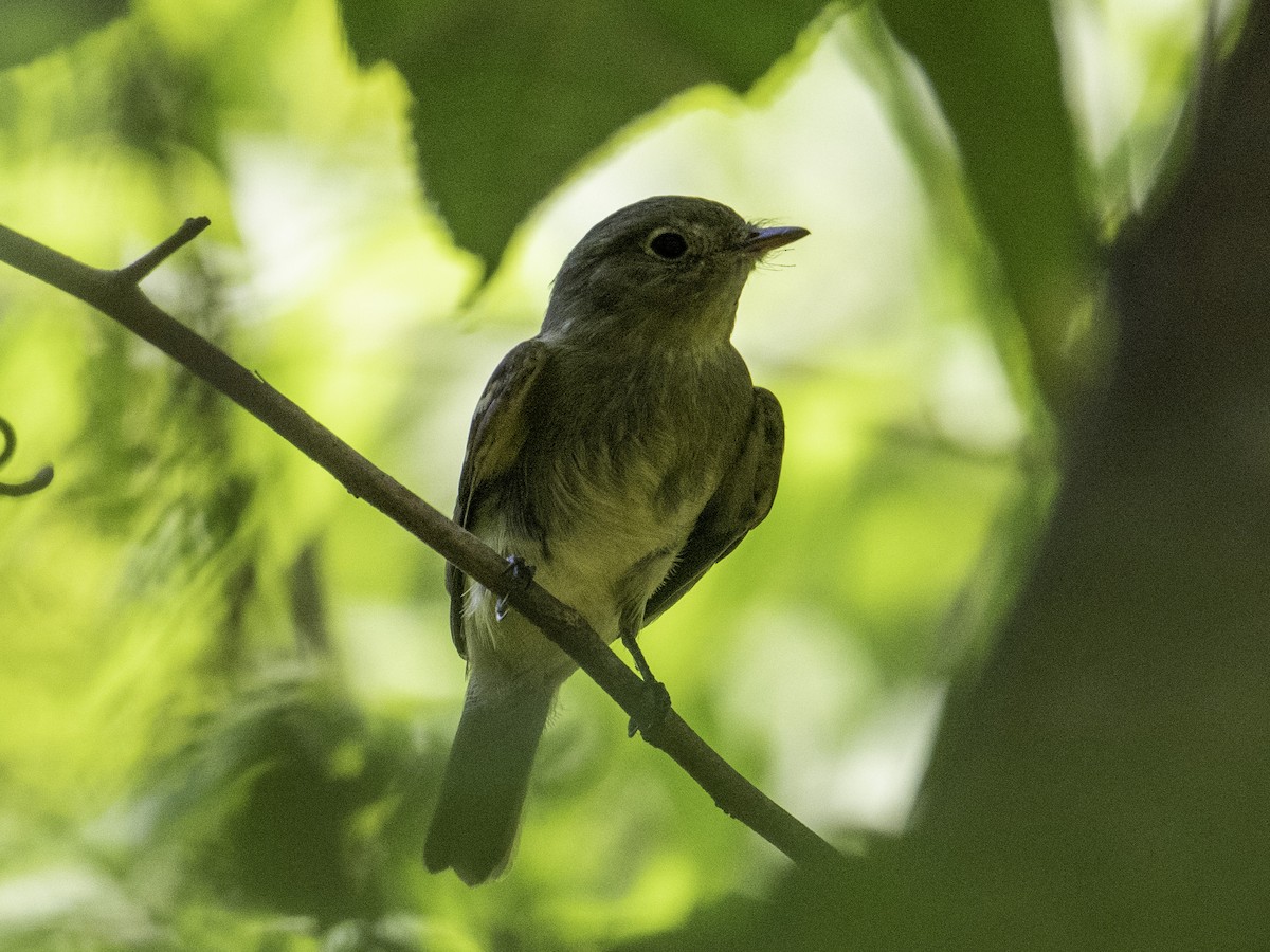 Empidonax sp. - ML642369106