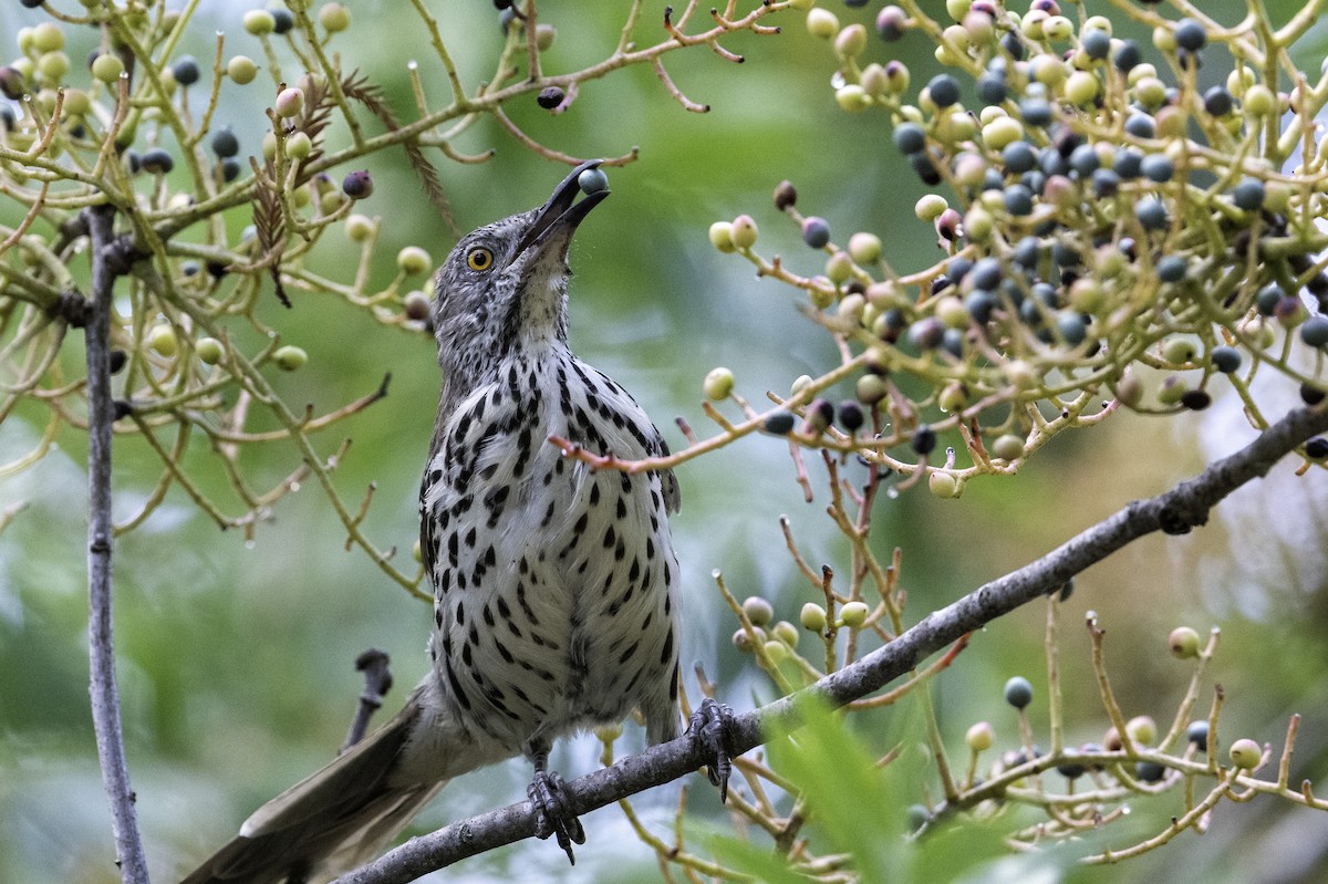 langnebbspottefugl - ML642369114