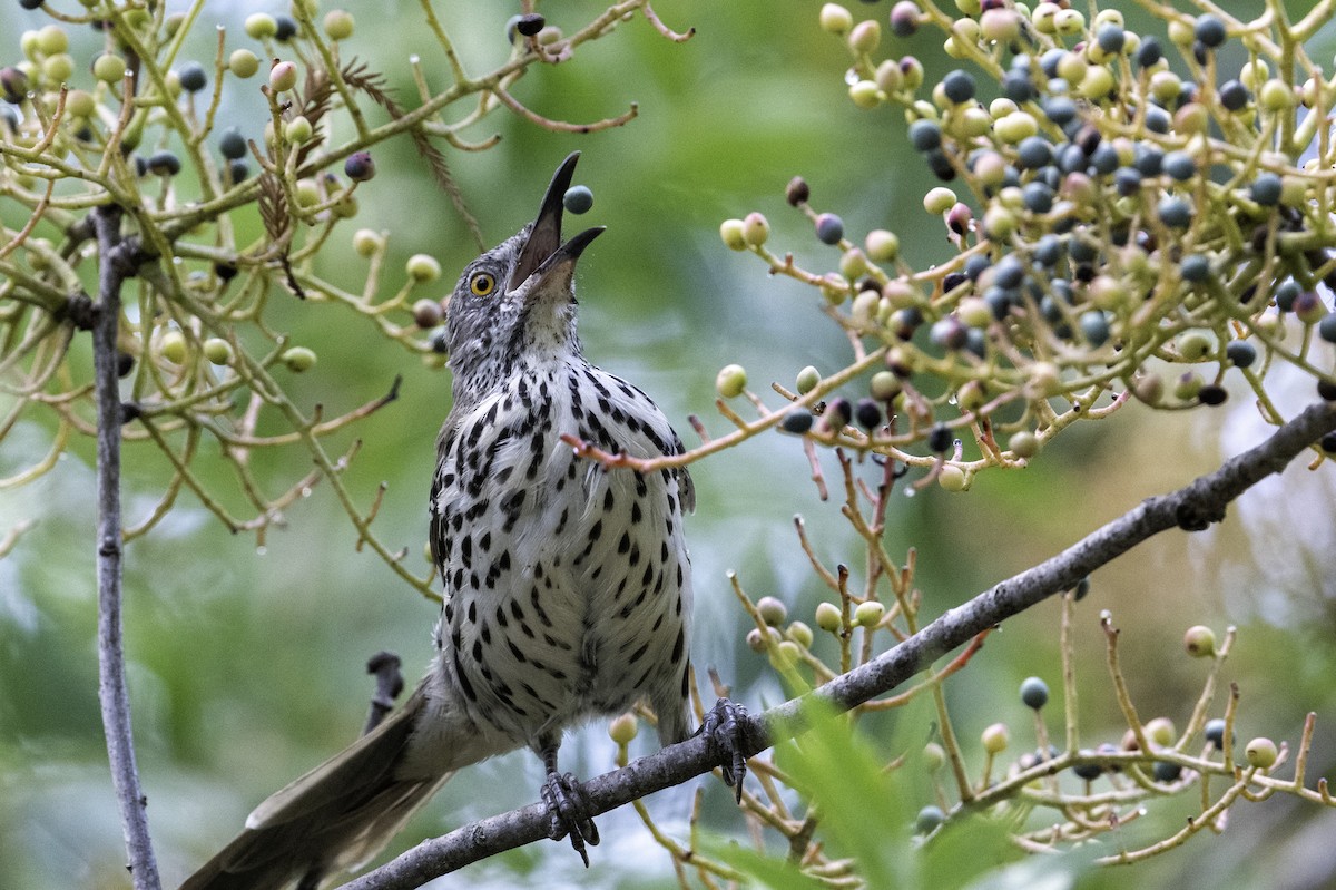 langnebbspottefugl - ML642369115
