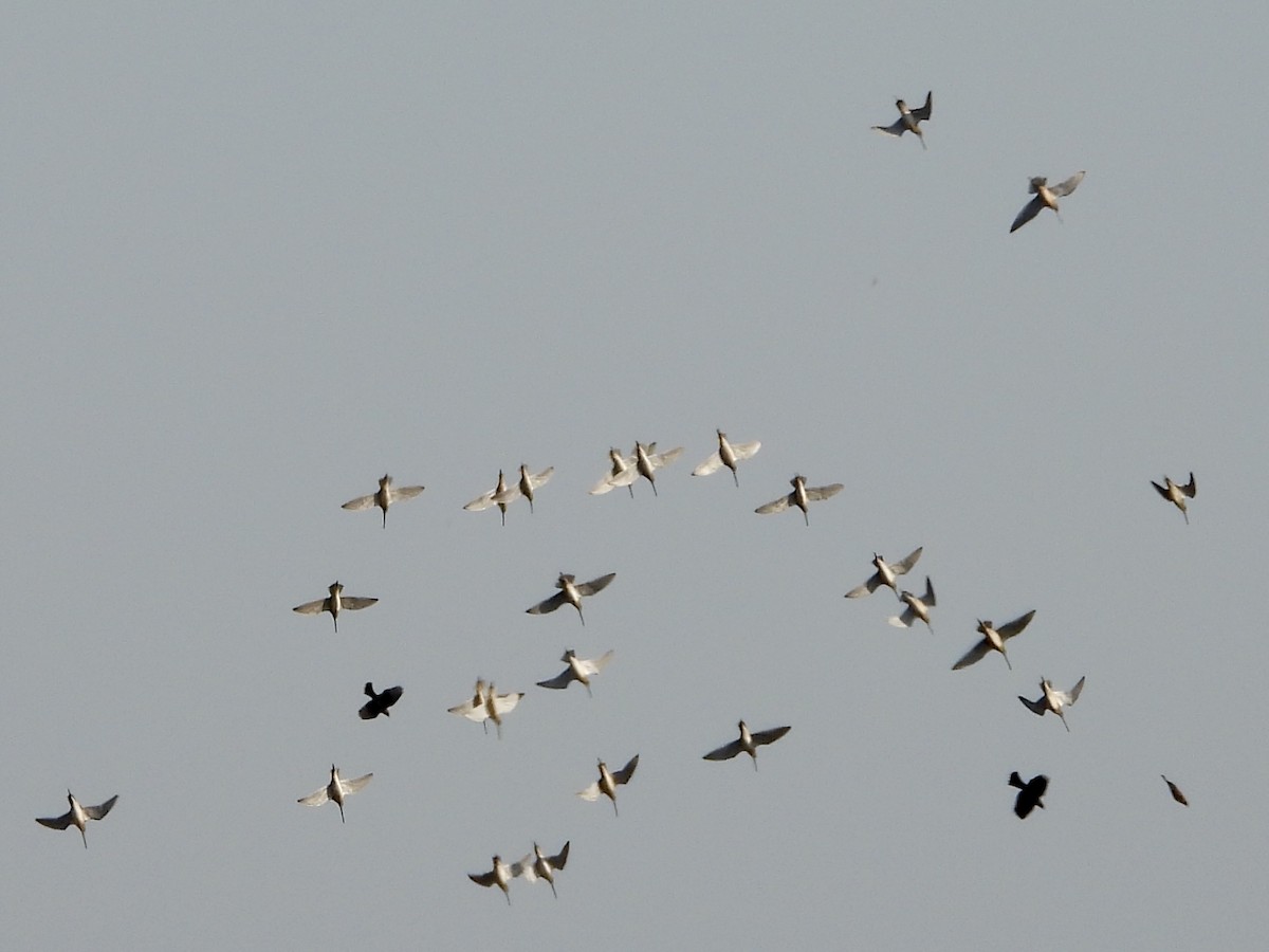 Хараалжин цууцил - ML642369137