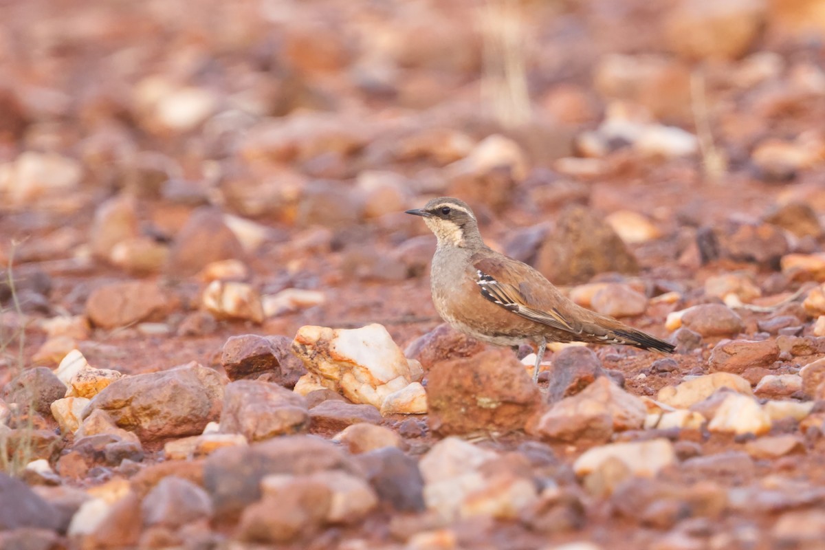 Western Quail-thrush - ML642369166