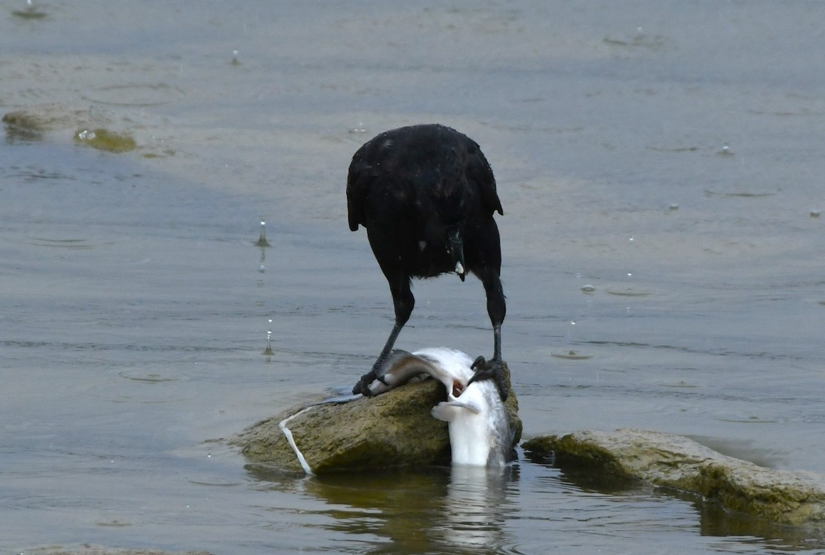 American Crow - ML642369175