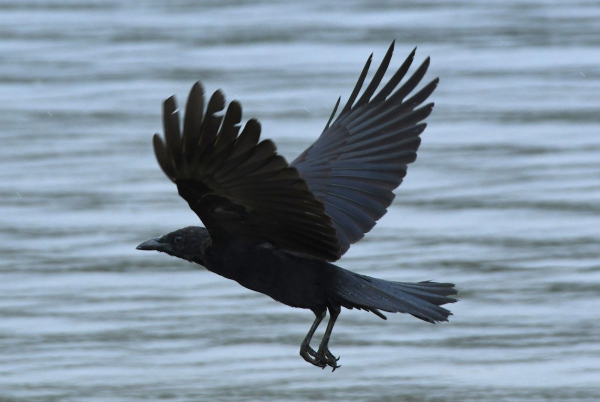 American Crow - ML642369176
