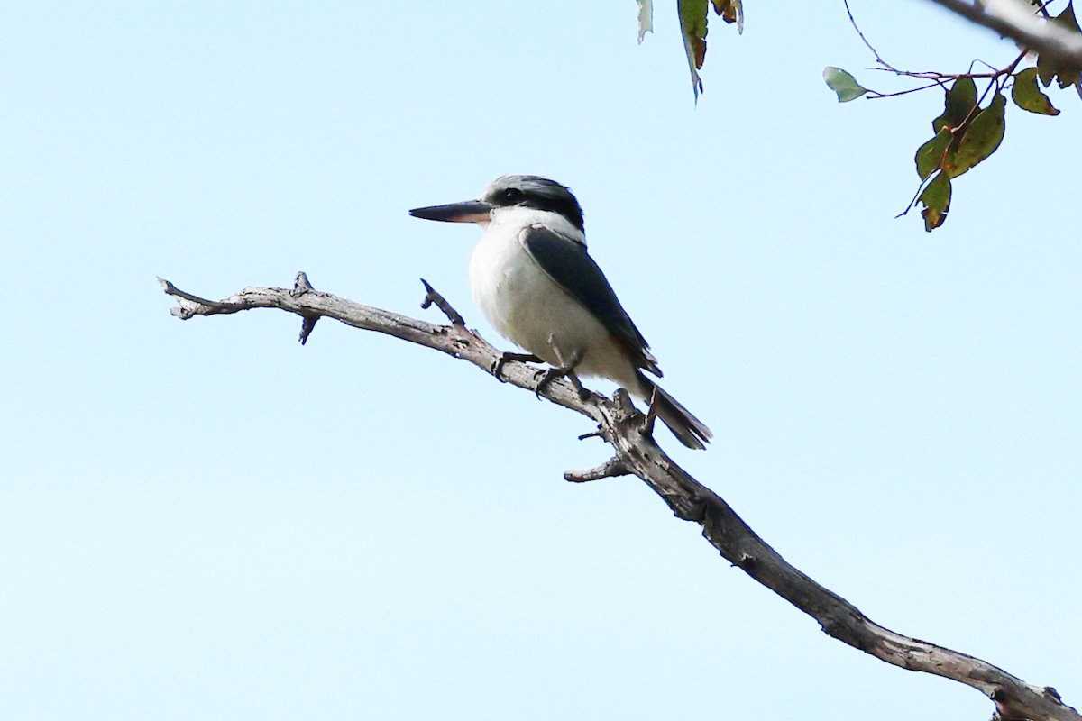 Red-backed Kingfisher - ML642369191