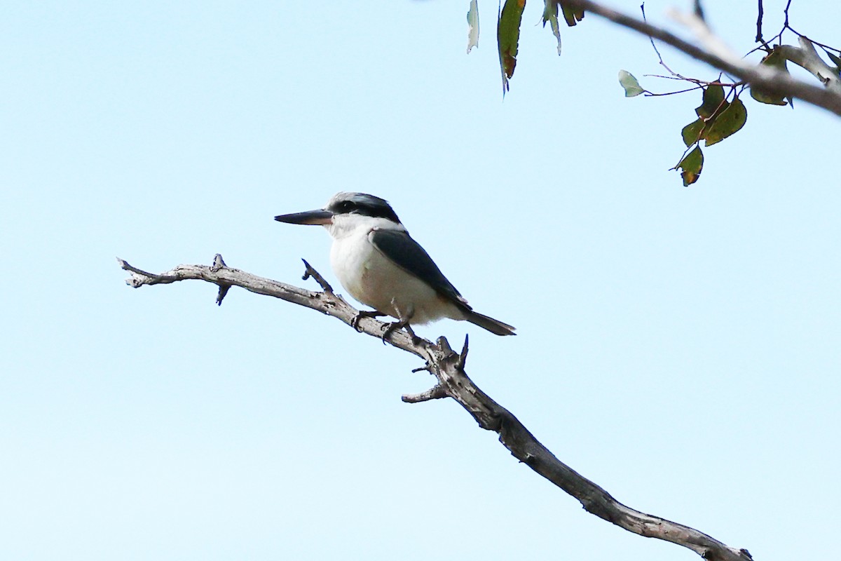 Red-backed Kingfisher - ML642369192