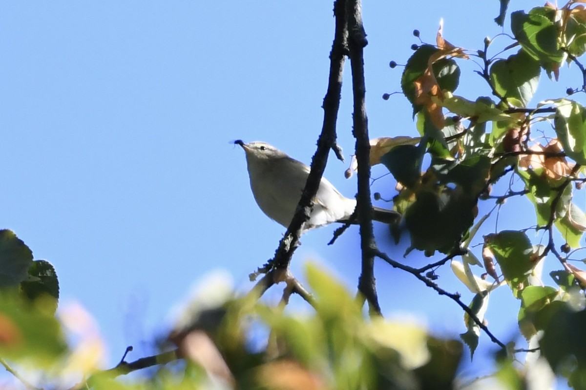 עלווית חורף - ML642369195