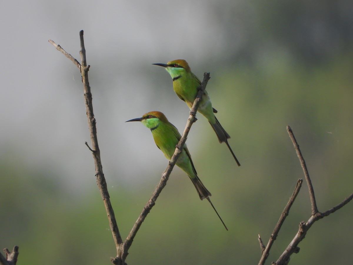 Asian Green Bee-eater - ML642369206