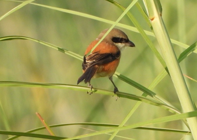 Long-tailed Shrike - ML642369209