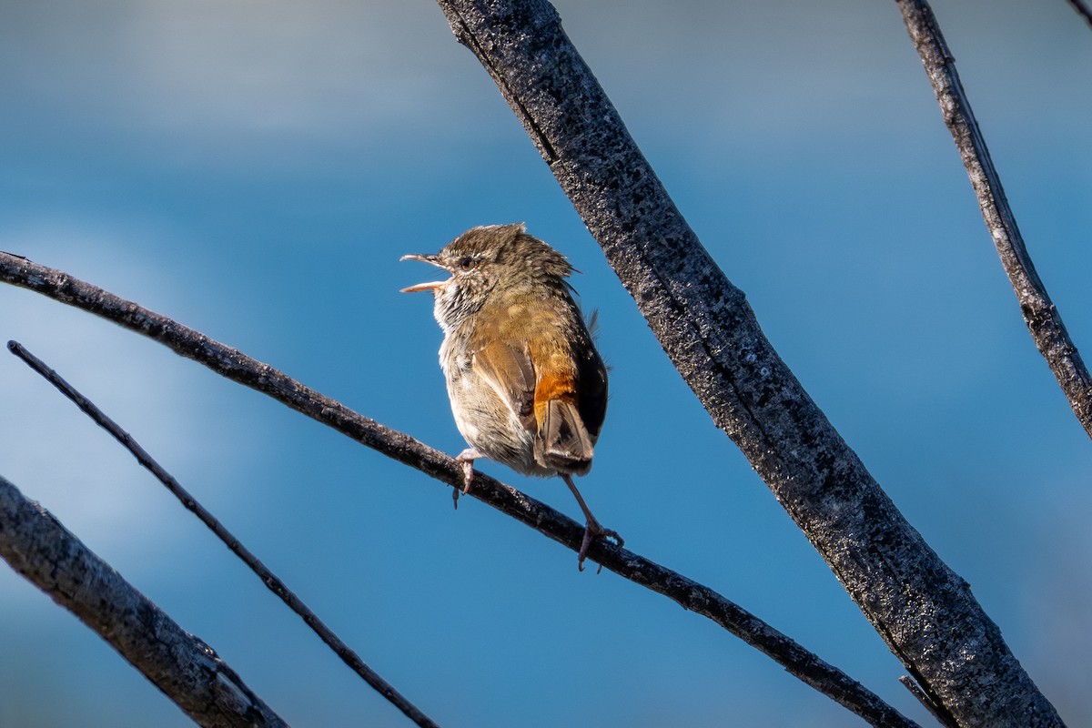 Chestnut-rumped Heathwren - ML642369210