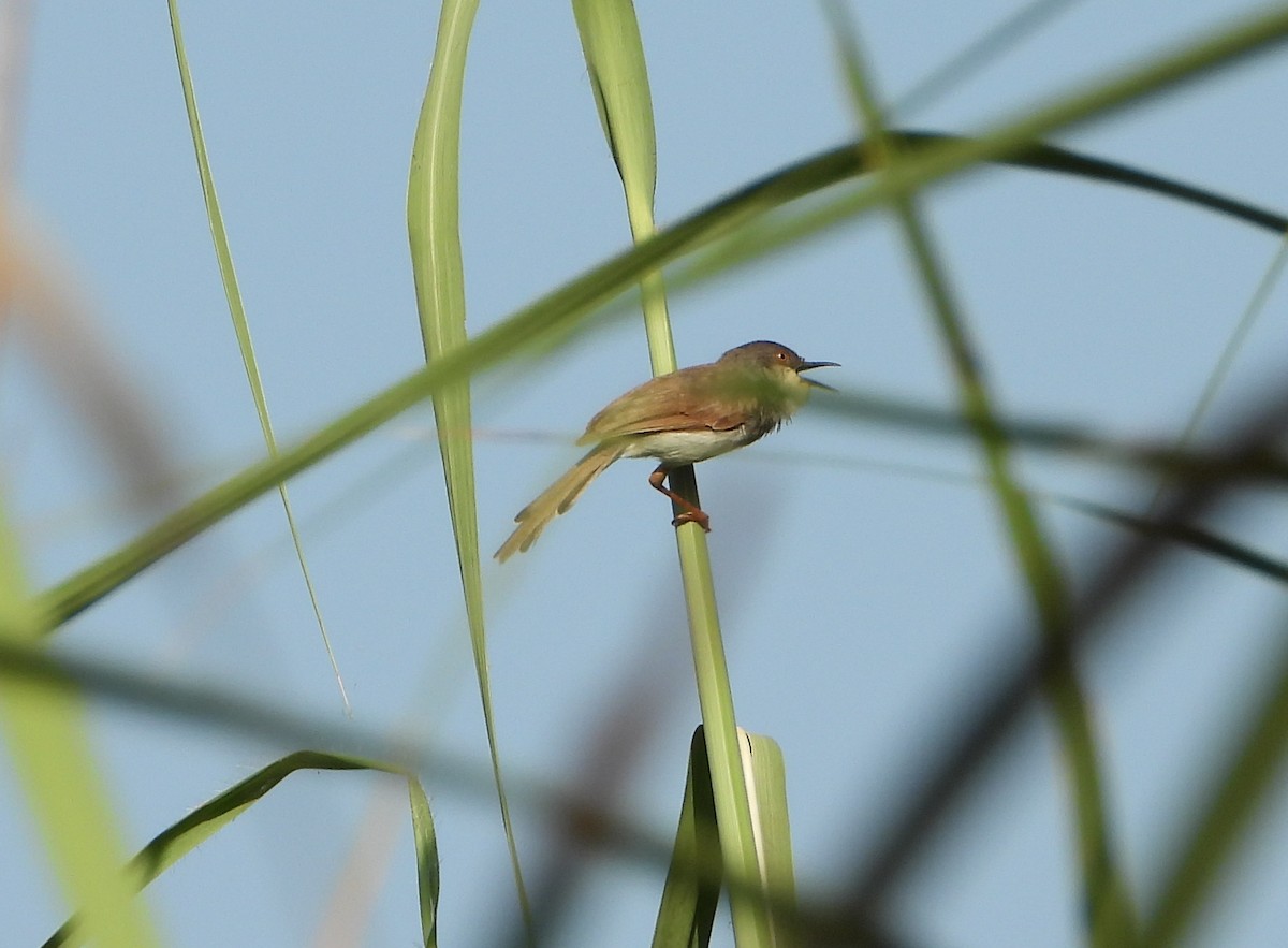 gråbrystprinia - ML642369213