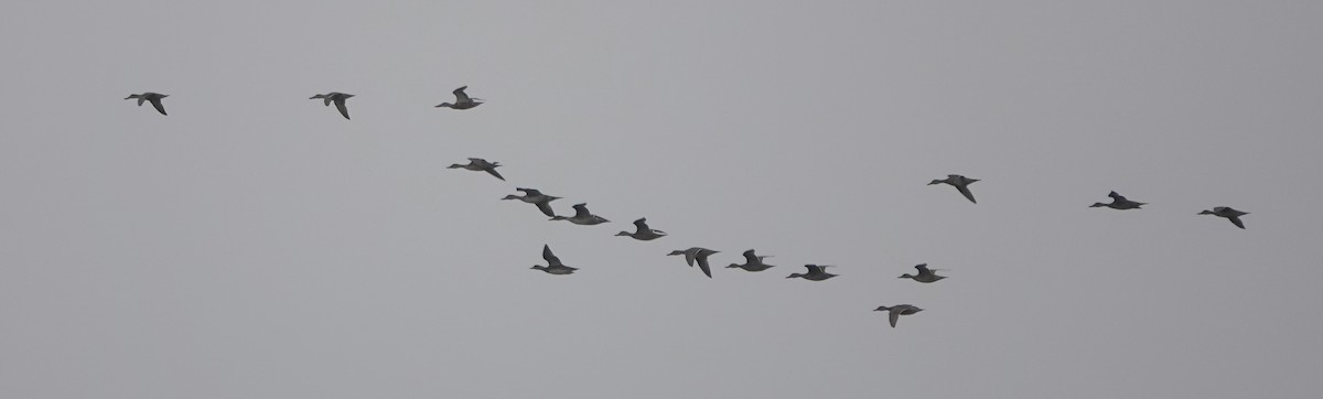 Northern Shoveler - ML642369244