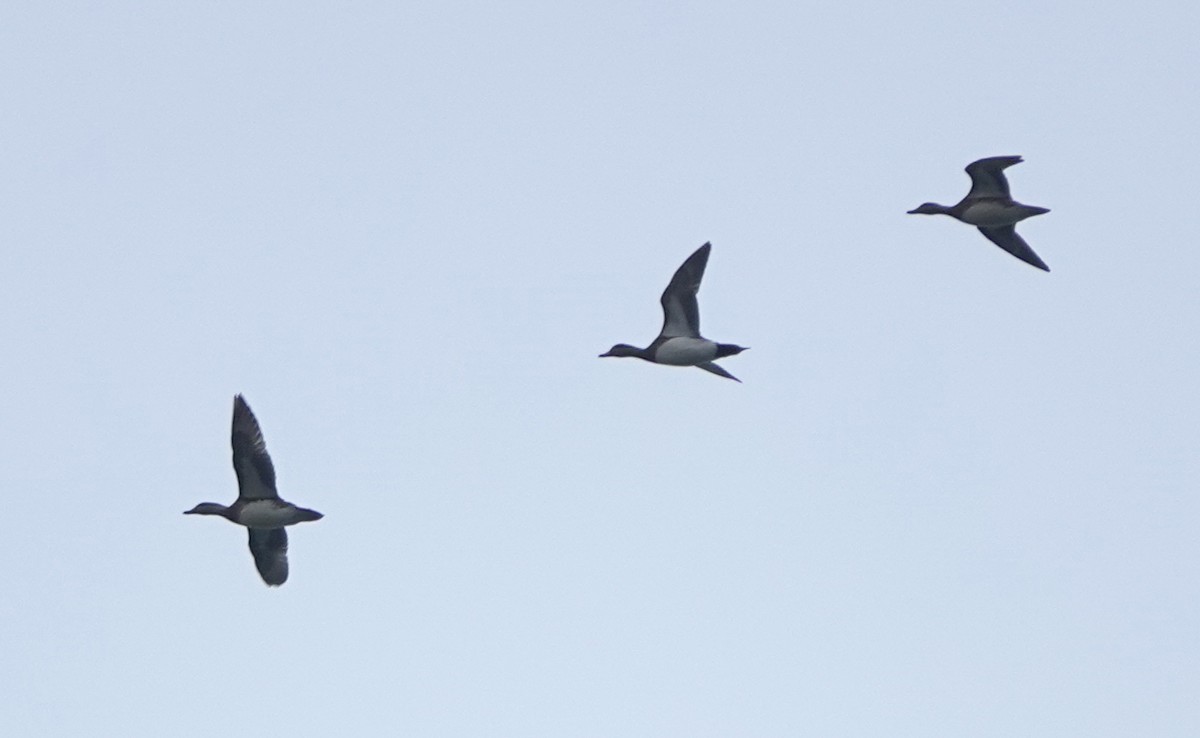 American Wigeon - ML642369255