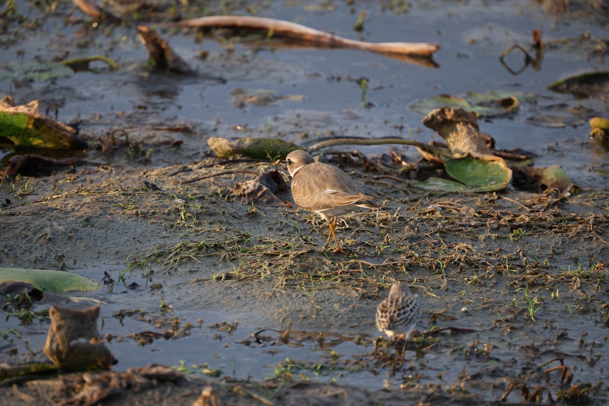 Semipalmated Plover - ML642369291