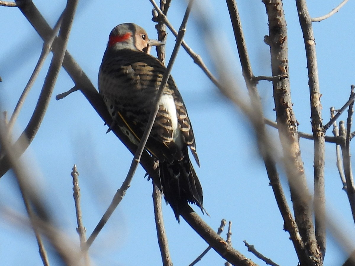 Northern Flicker - ML642369292