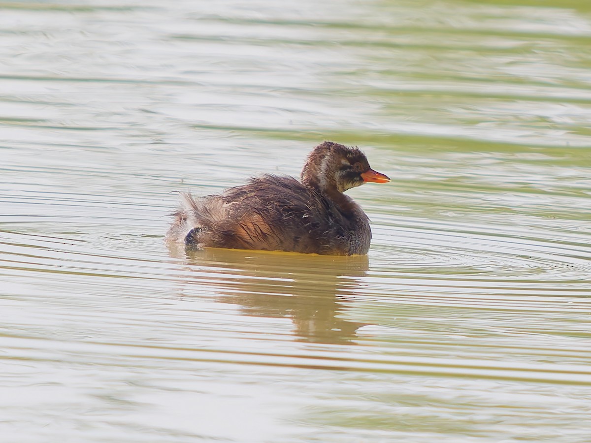 Little Grebe - ML642369315