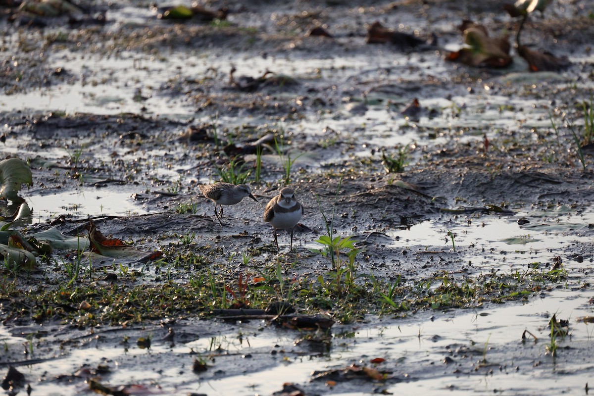 Semipalmated Plover - ML642369318
