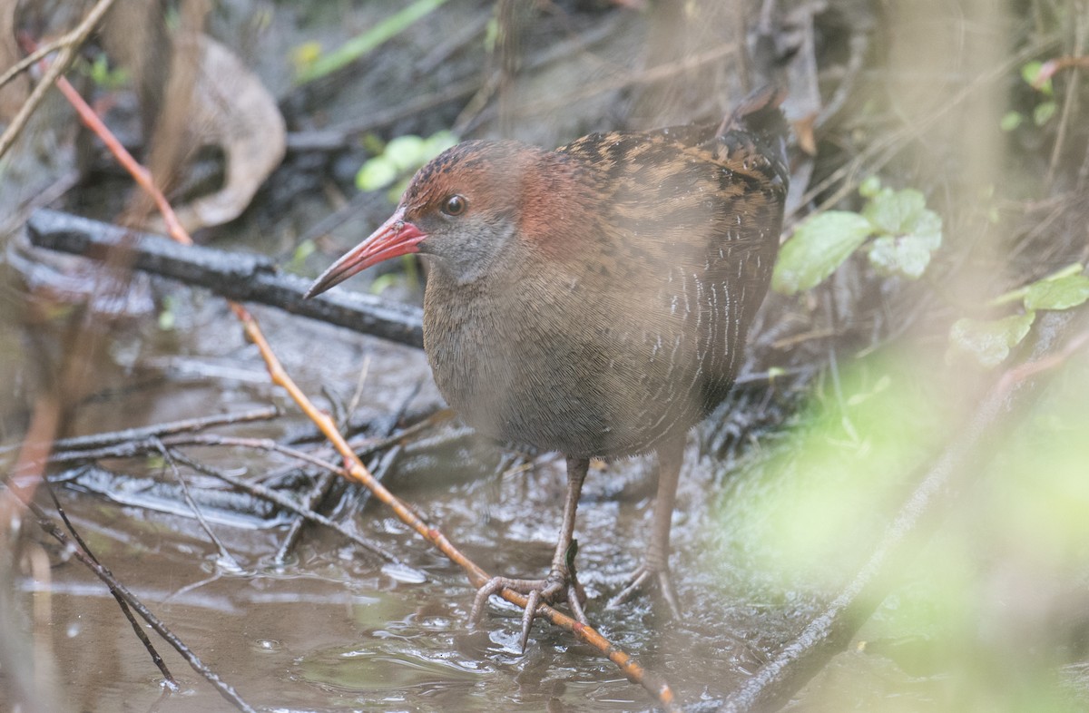 Lewin's Rail - ML642369319