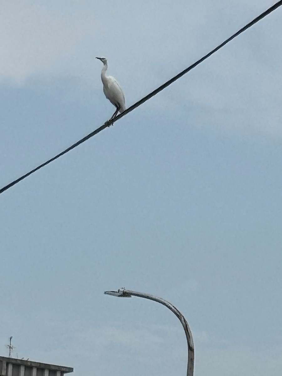 小白鷺 - ML642369329