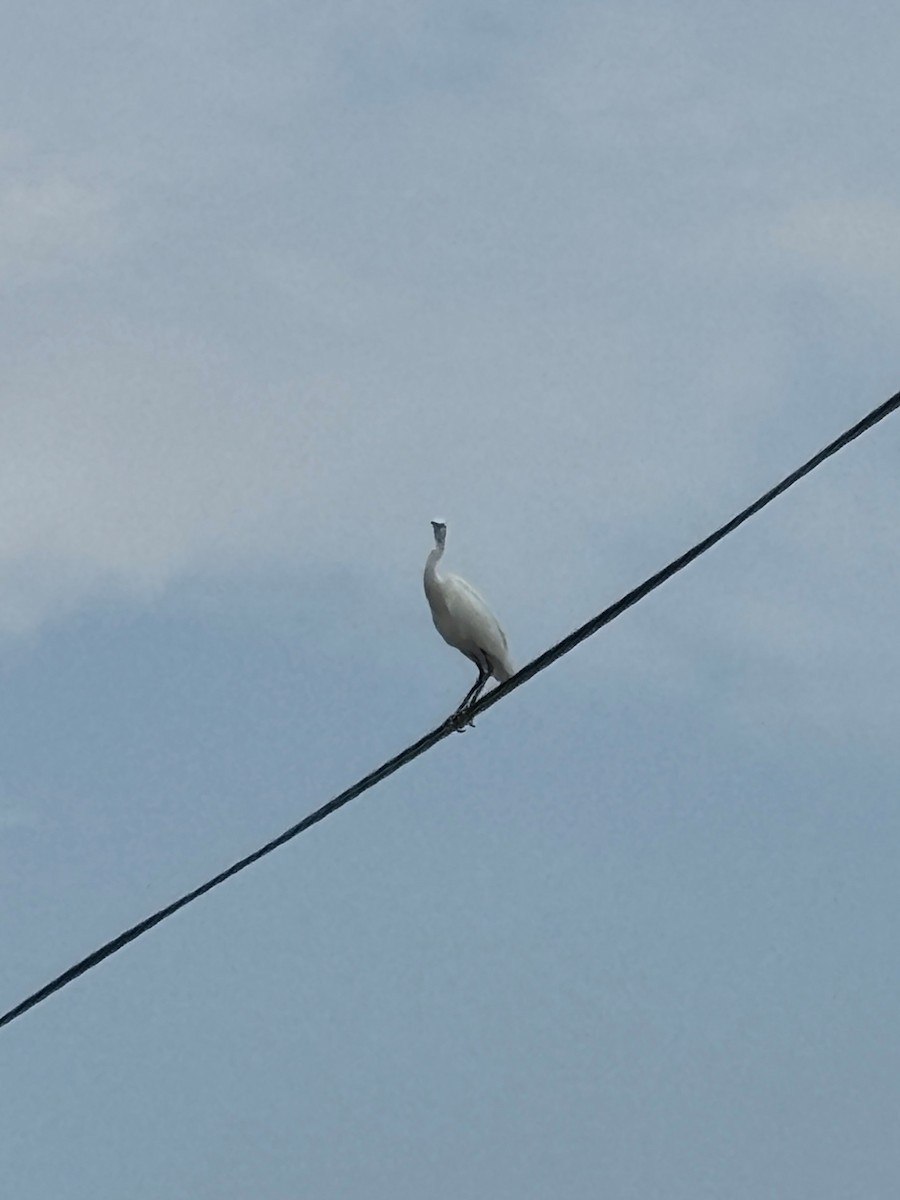 小白鷺 - ML642369341