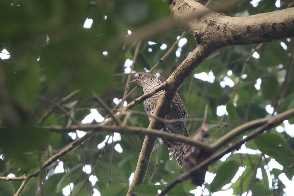 Common Cuckoo - ML642369350