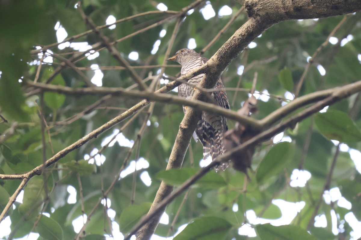 Common Cuckoo - ML642369351
