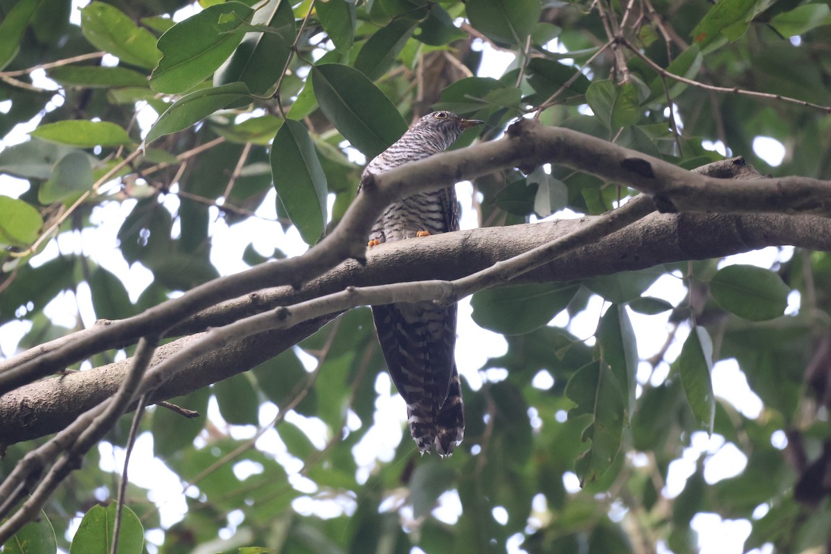 Common Cuckoo - ML642369352