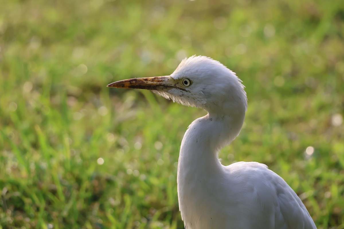 Eastern Cattle-Egret - ML642369358