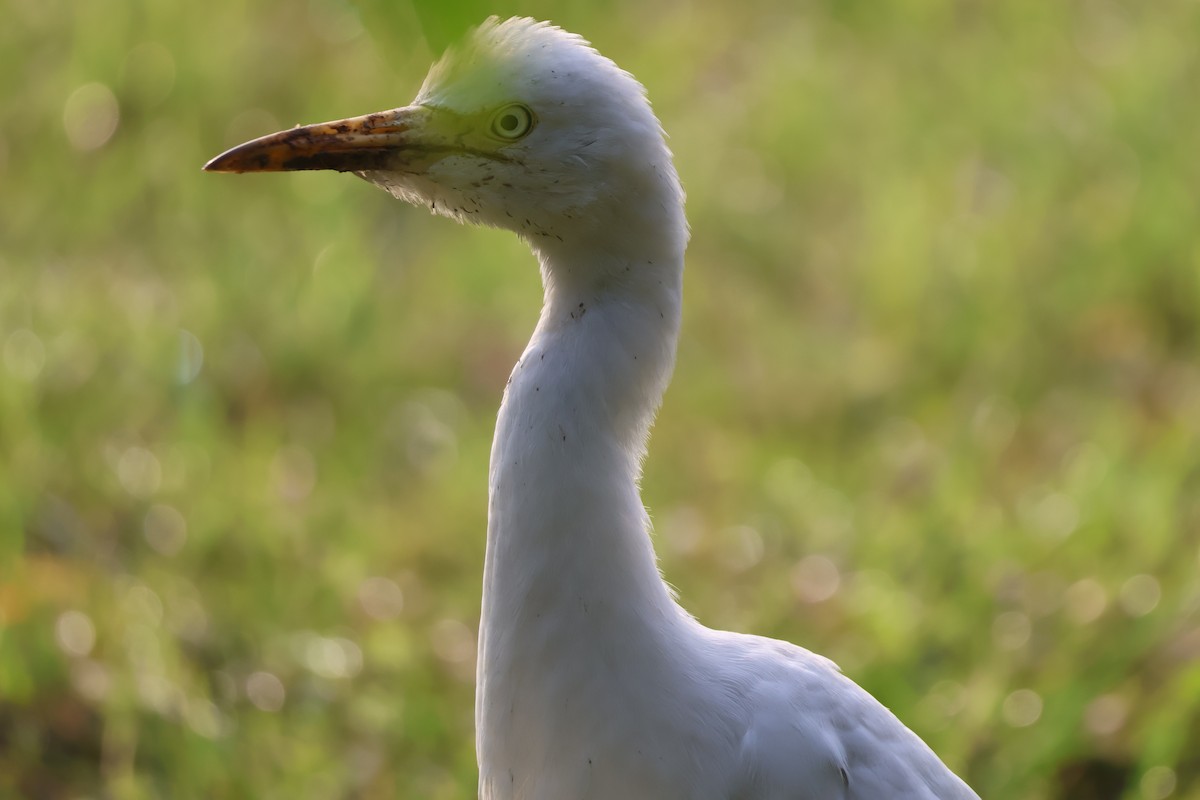 Eastern Cattle-Egret - ML642369359
