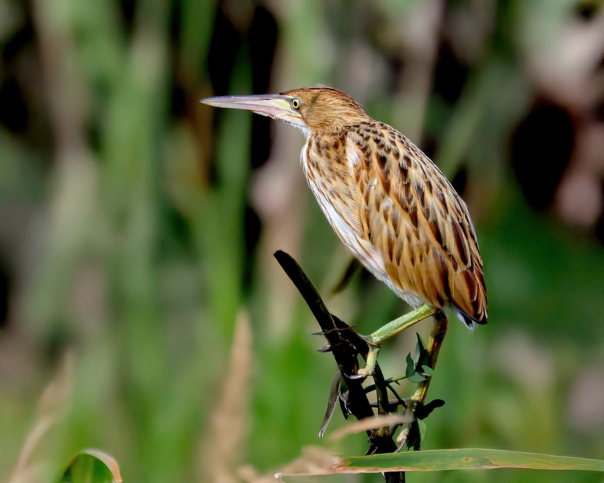 Yellow Bittern - ML642369365