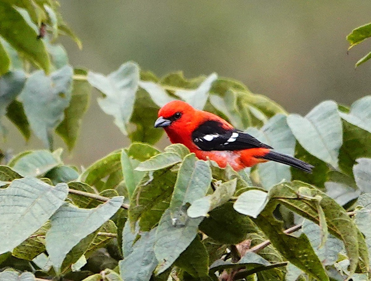 Piranga Aliblanca - ML642369381
