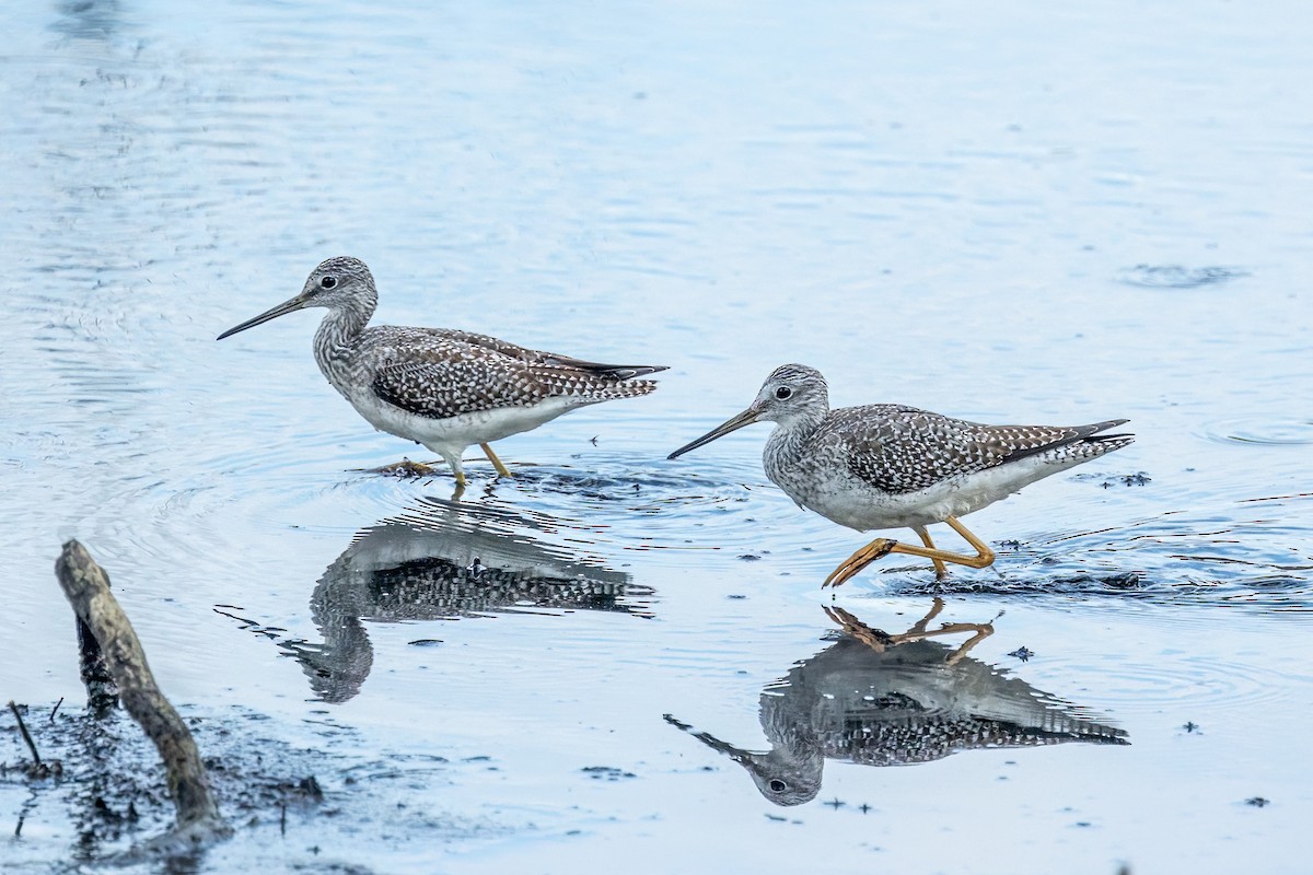 Greater Yellowlegs - ML642369383