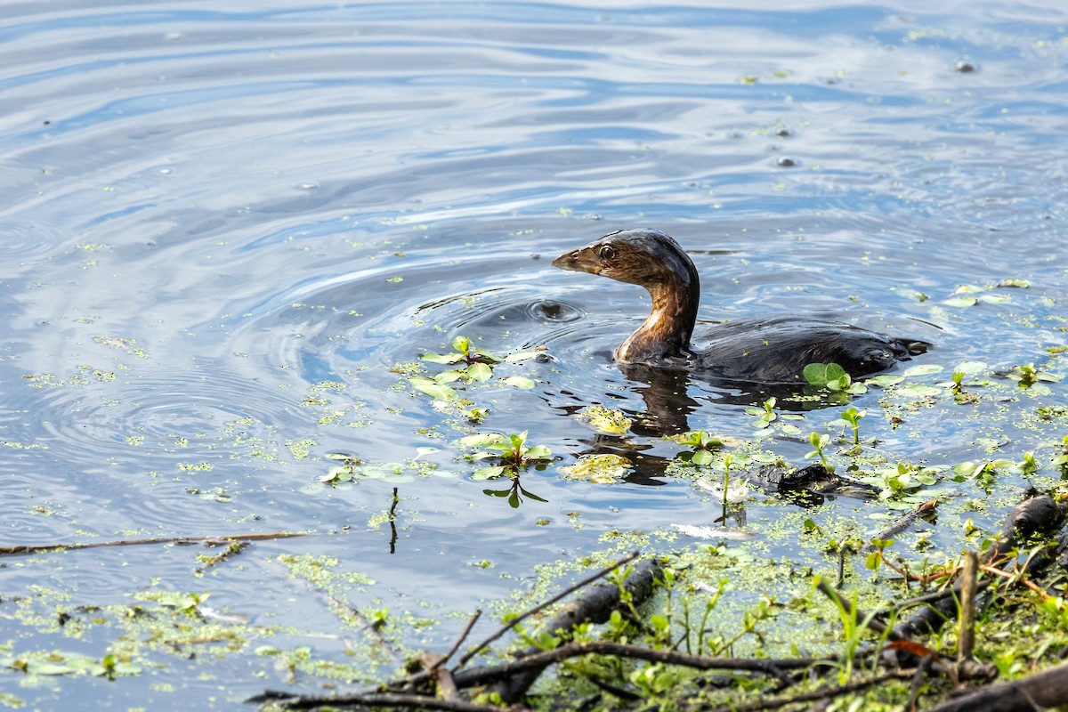 Pied-billed Grebe - ML642369386