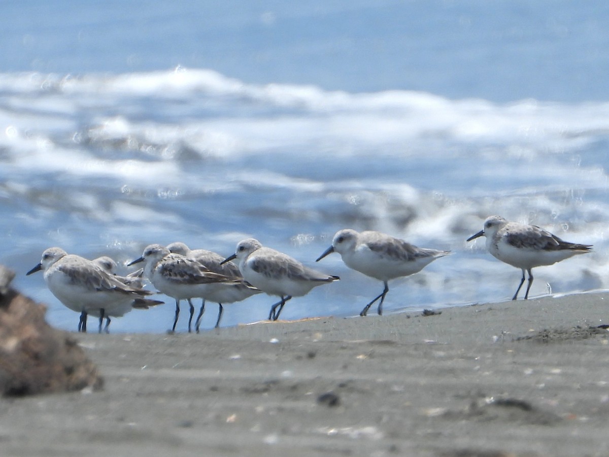 Sanderling - ML642369388