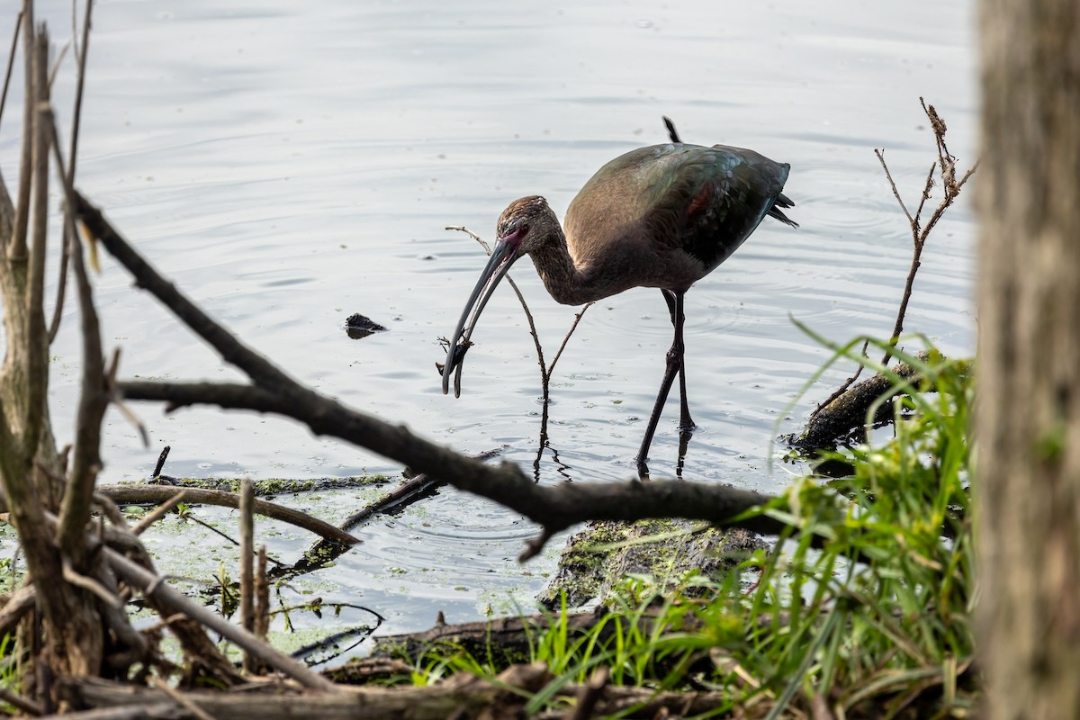 White-faced Ibis - ML642369390