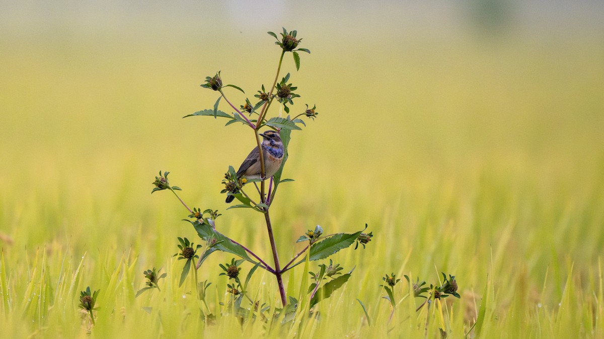 Bluethroat - ML642369394
