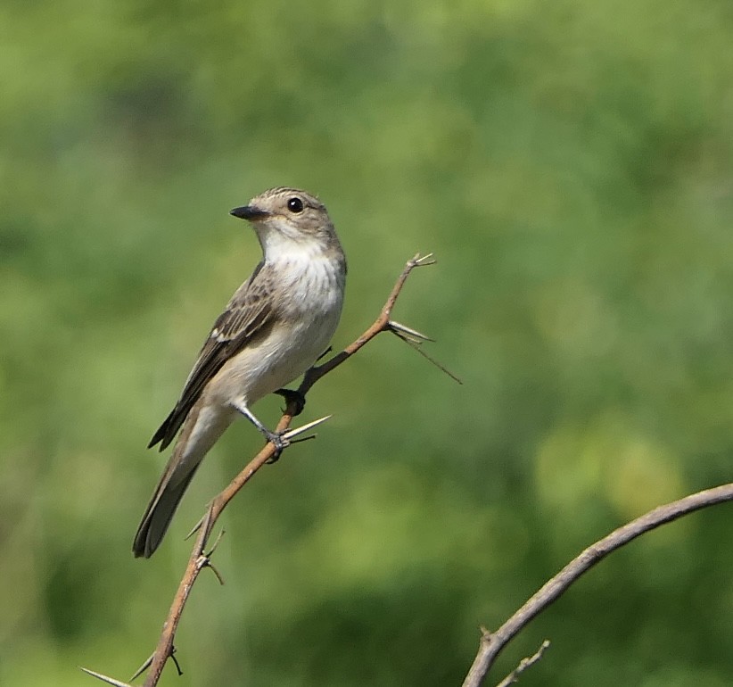 Spotted Flycatcher - ML642369397