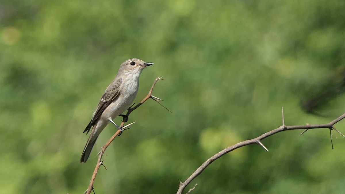 Spotted Flycatcher - ML642369398