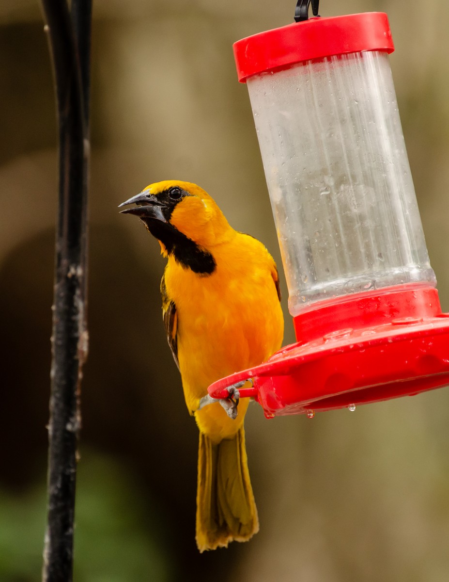 Altamira Oriole - ML642369399
