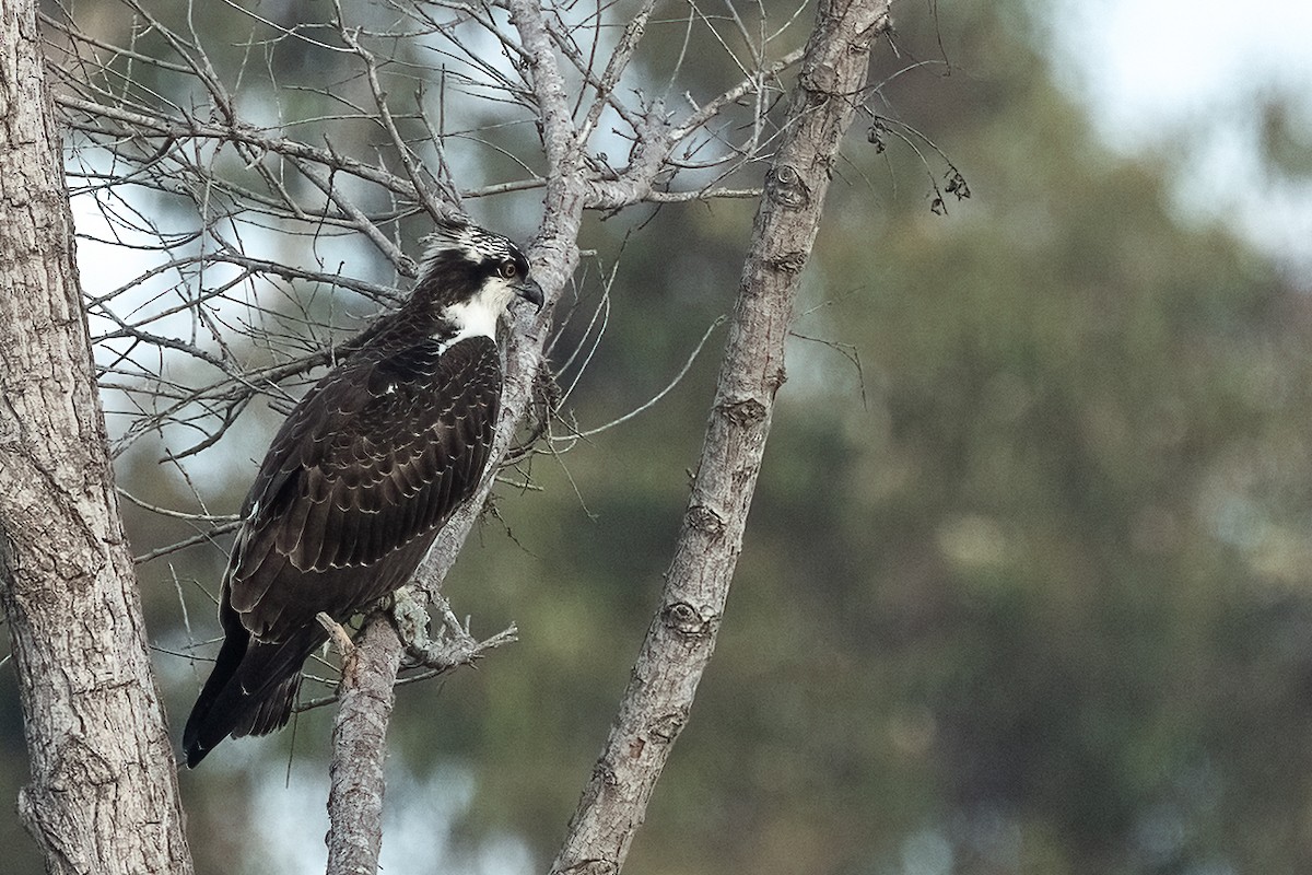 Osprey - ML642369409