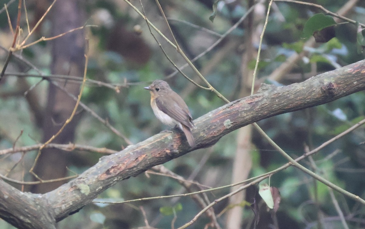 Blue-throated Flycatcher - ML642369410