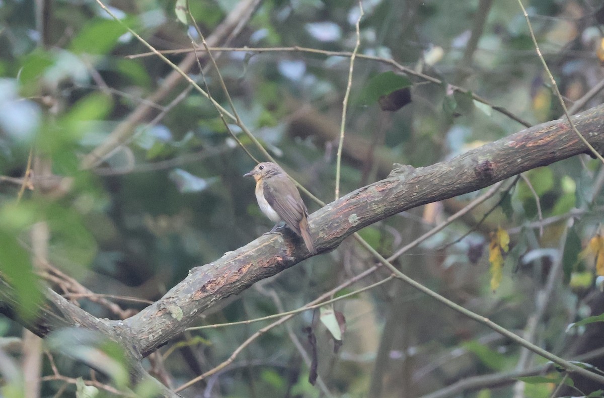 Blue-throated Flycatcher - ML642369411