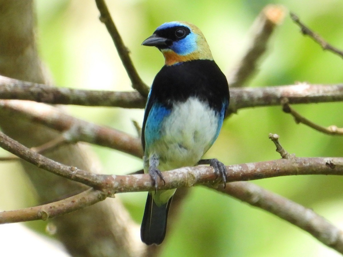 Golden-hooded Tanager - ML642369413