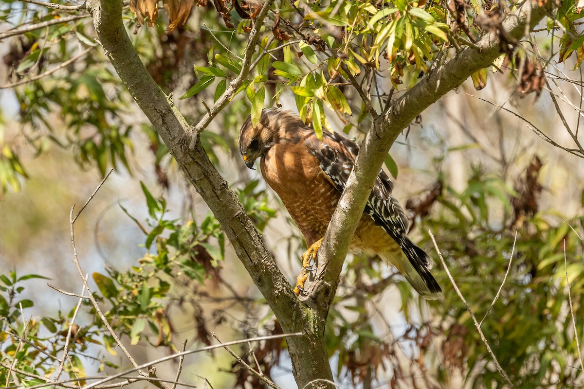 Red-shouldered Hawk - ML642369414